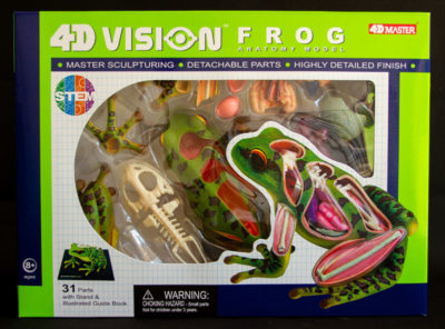 4D Vision Frog Anatomy Model (Front)