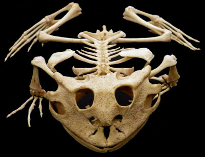 Ceratophrys cornuta skeleton