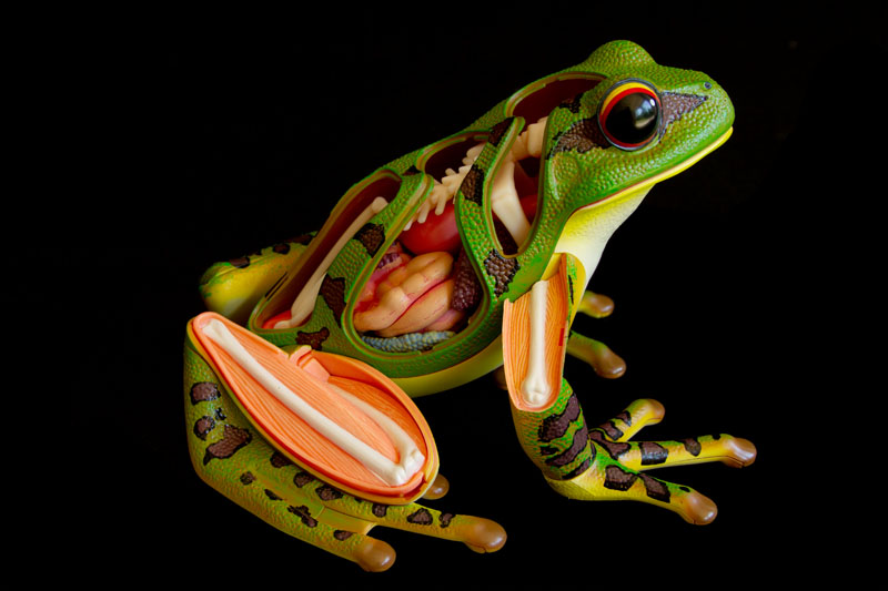 Frog Anatomy Model (Right Side)