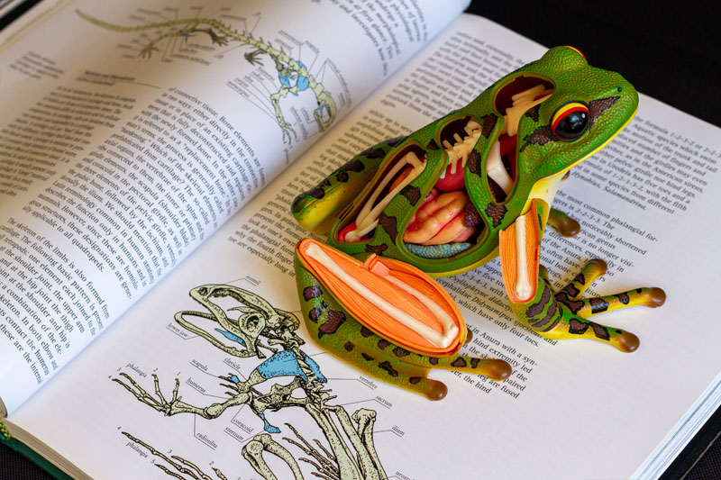 Frog Anatomy Research Concept
