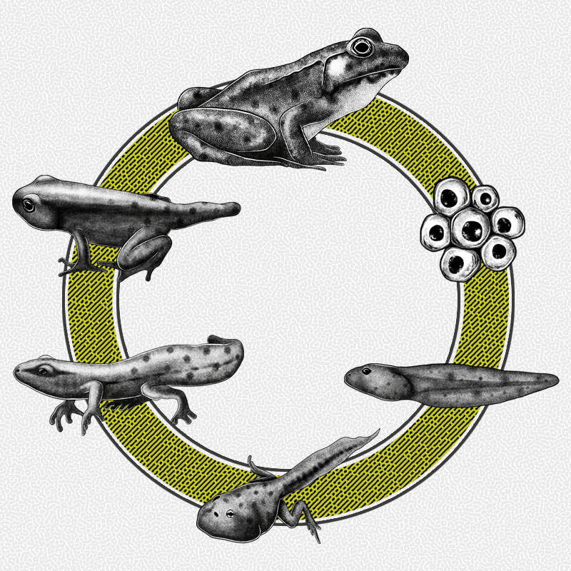 Frog Life Cycle Illustration