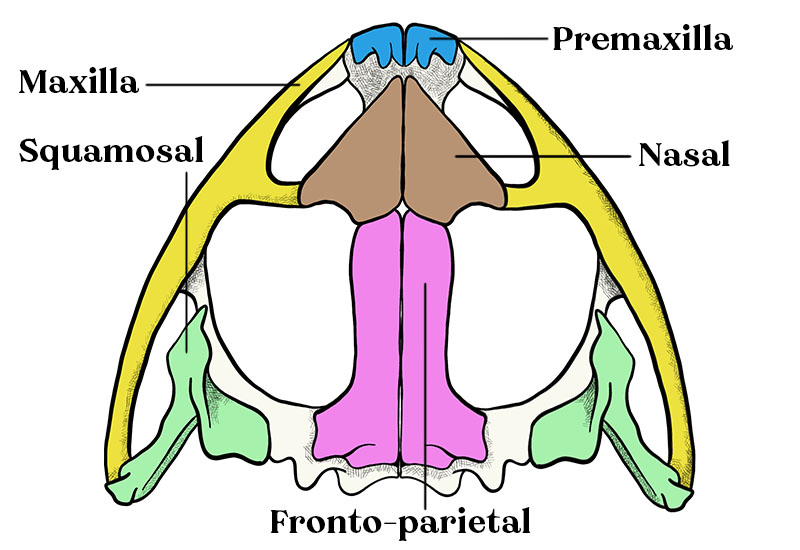 Frog Skull Diagram