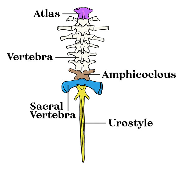 Frog Spinal Column Diagram