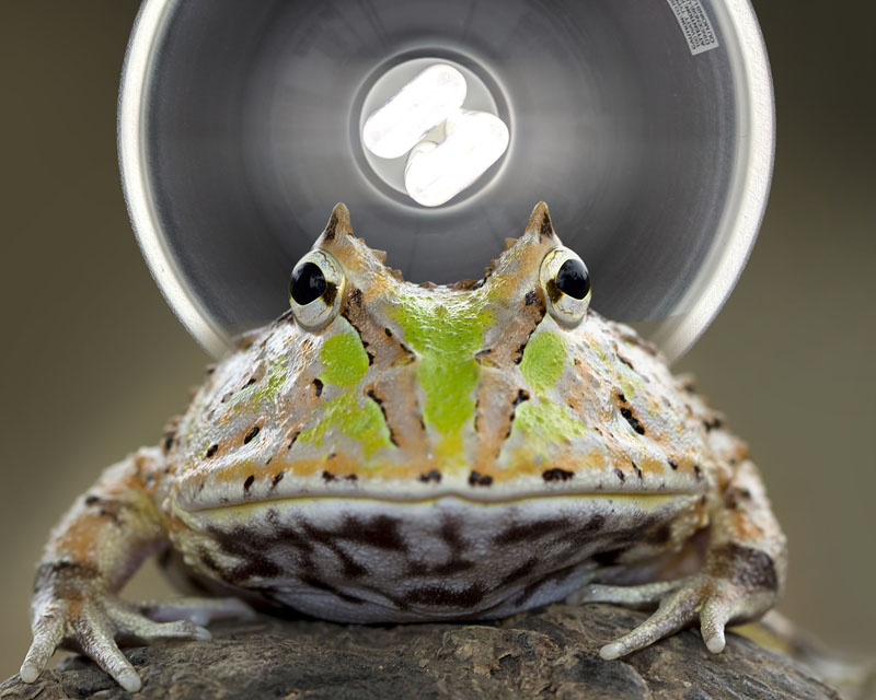 Pacman Frog UVB Light