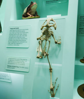 Skeleton of a Giant Frog