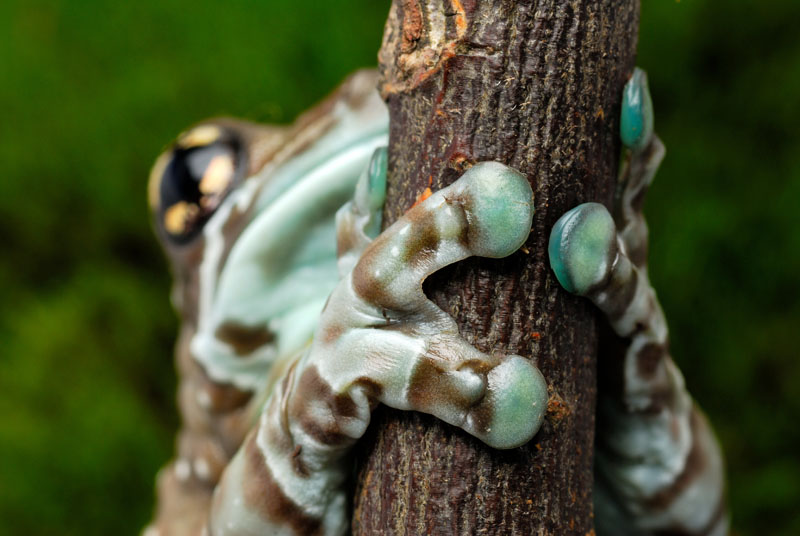 Amazon Milk Frog Toes (Pads)