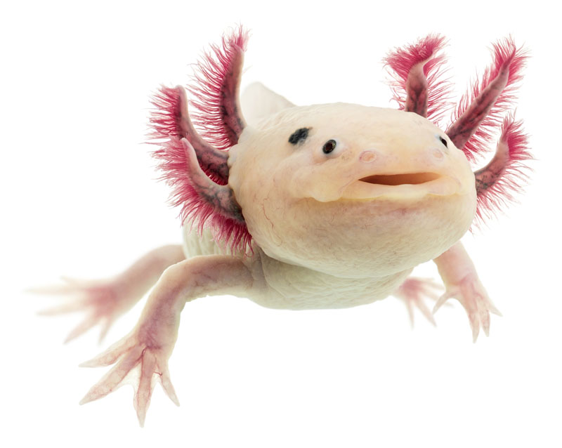 Axolotl (Leucistic)