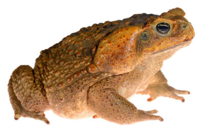 Cane Toad