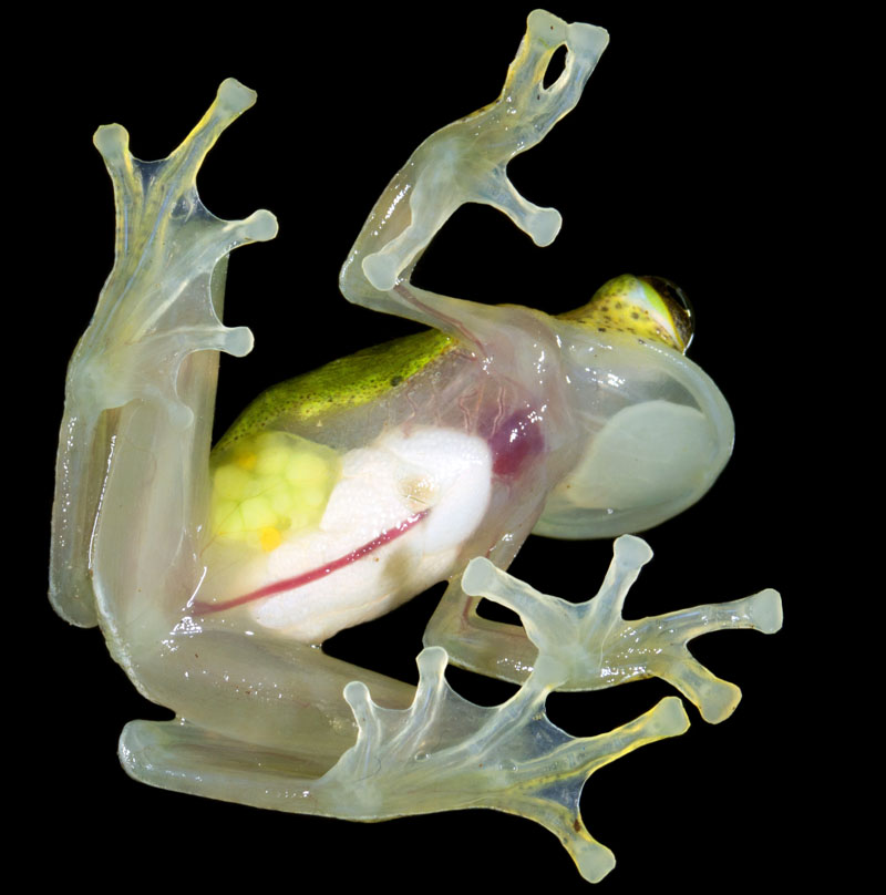 Stomach of a Glass Tree Frog - Transparent Skin