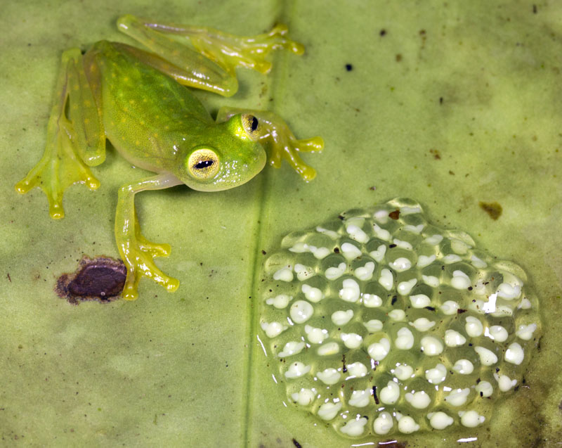 Glass Tree Frog with Eggs