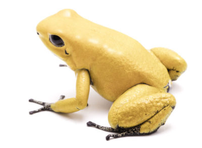Golden Poison Frog