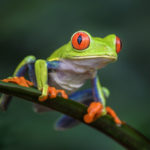 Red-Eyed Tree Frog