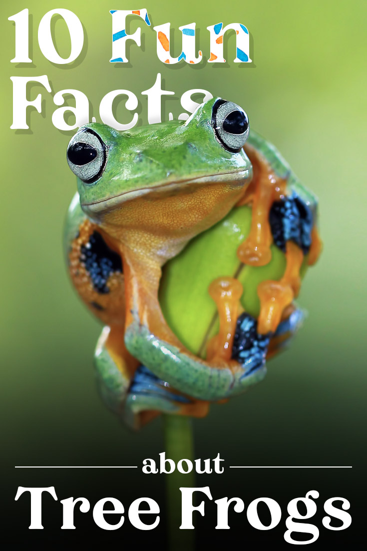 Tree Frog Facts
