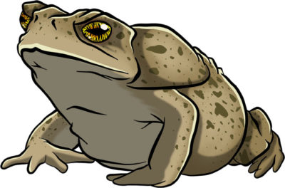 Cane Toad Clip Art