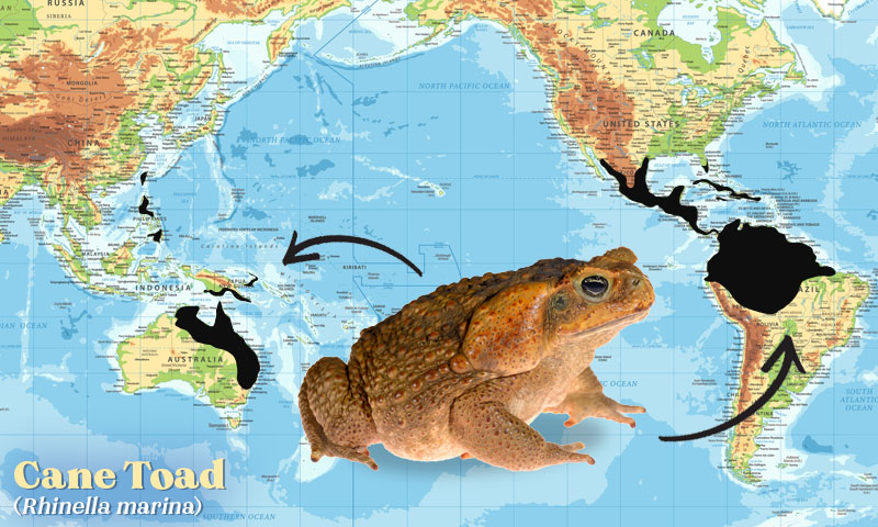 Cane Toad Map