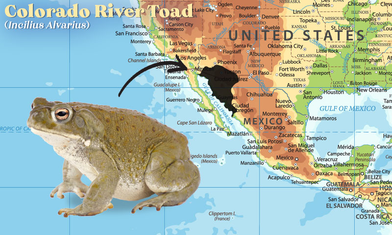 Colorado River Toad Map
