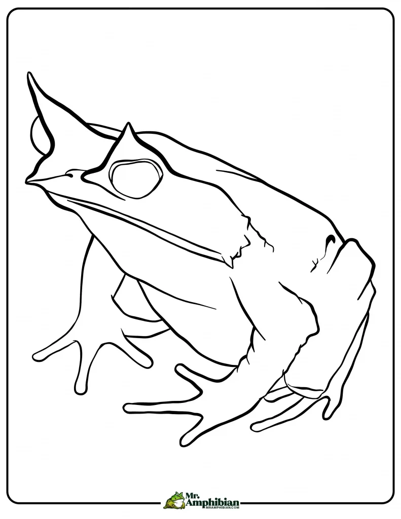 Malayan Horned Frog Coloring Page 01