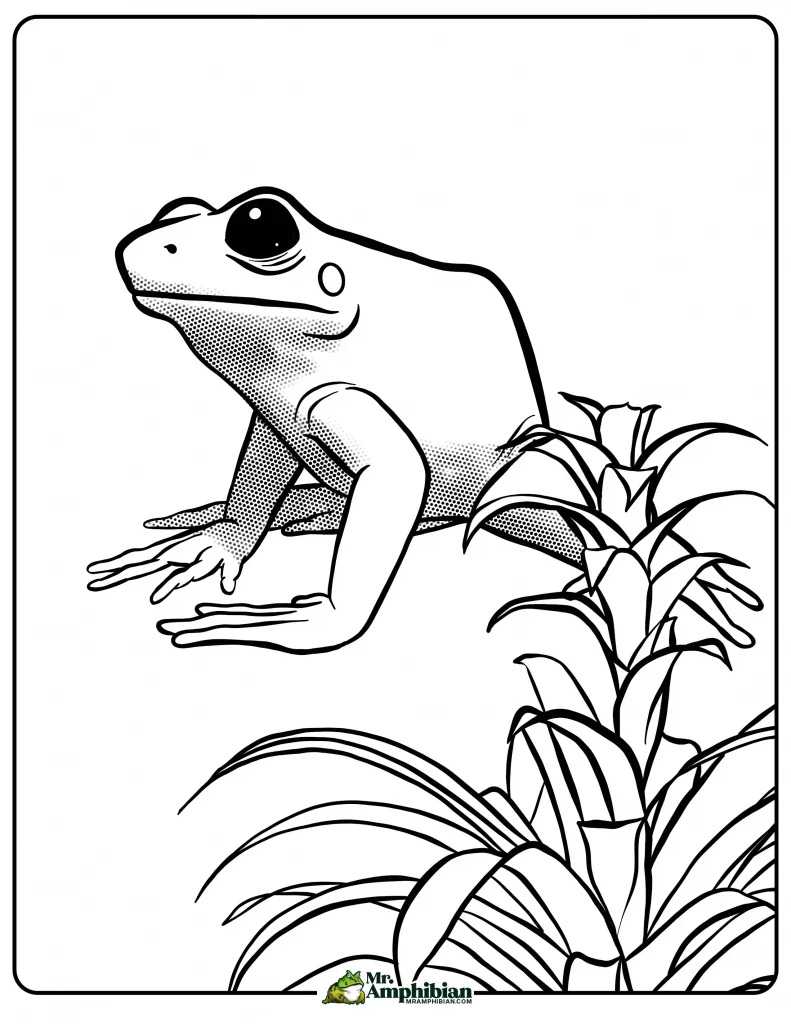 Poison Dart Frog Coloring Page 01