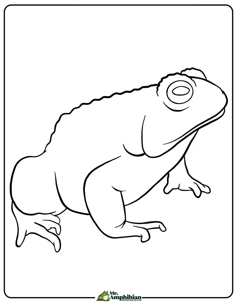 Toad Coloring Page 01