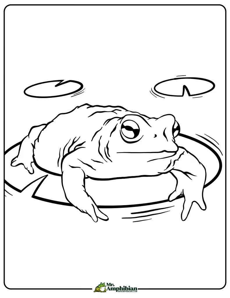 Toad Coloring Page 03