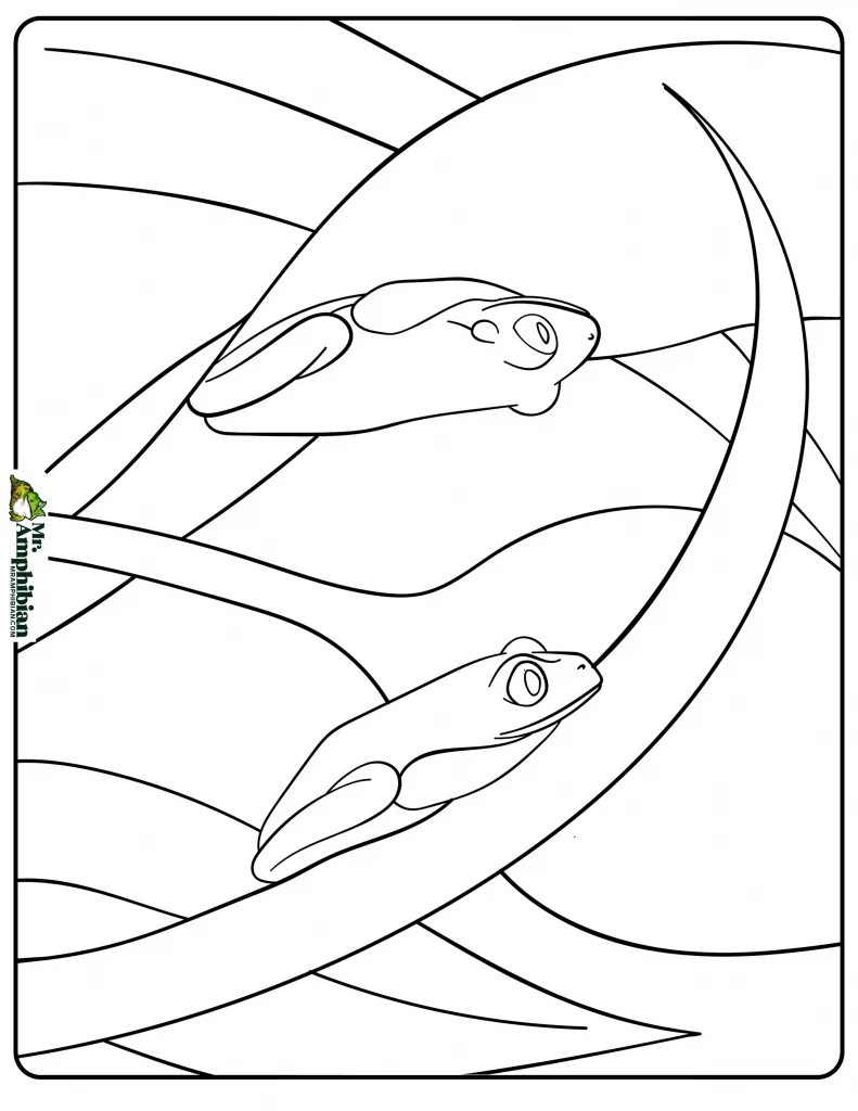 Tree Frog Coloring Page 04