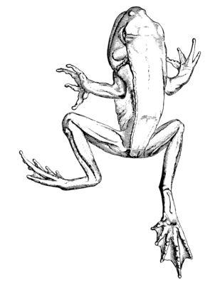 Frog Coloring Page 04