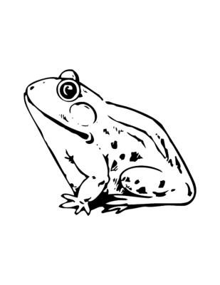 Frog Coloring Page 06