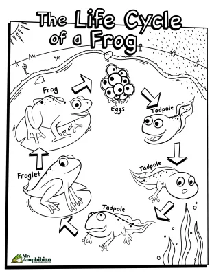 Life Cycle of a Frog Coloring Page 01