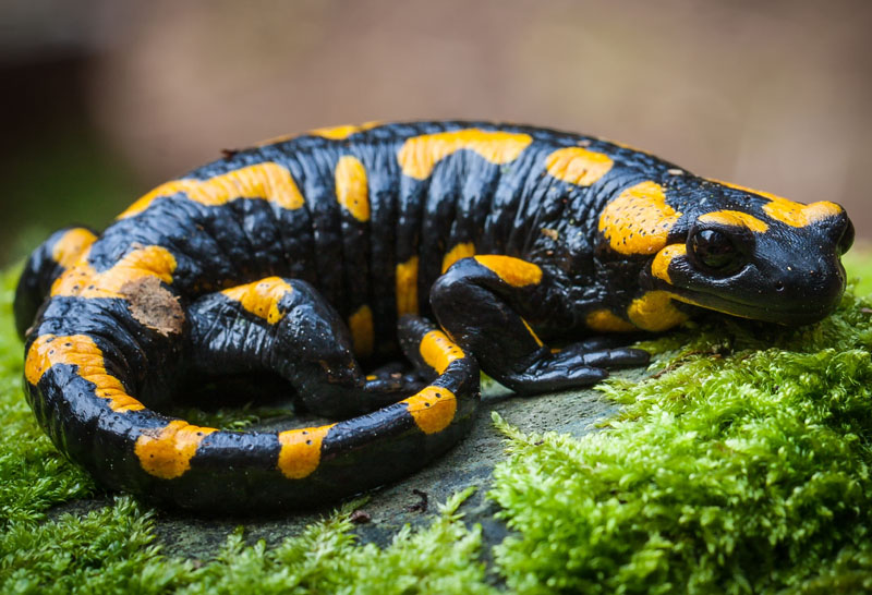 A Salamander's Diet The Ultimate Guide Mr. Amphibian