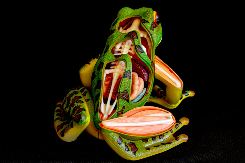 Frog Anatomy Model (Back)