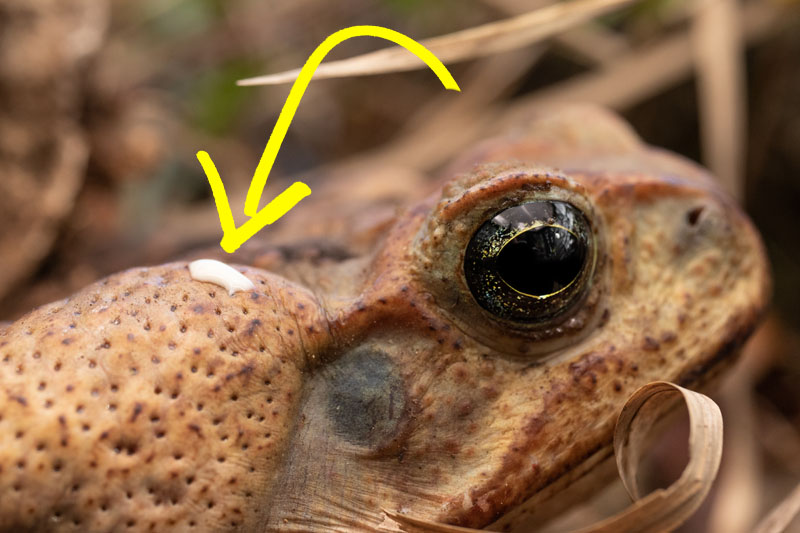 Parotoid Gland (Bufotoxin) on a Toad