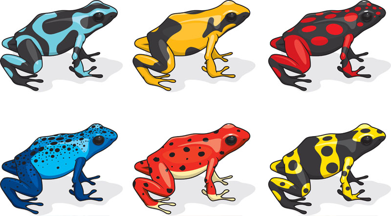 Poison Dart Frog Illustration