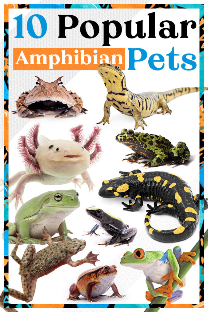 Blog Mr. Amphibian