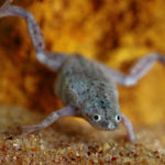 African Dwarf Frog