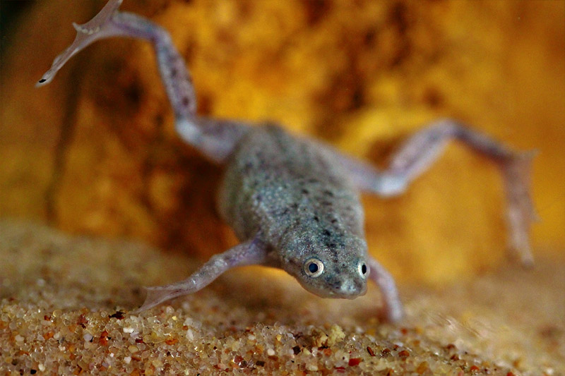 African Dwarf Frog