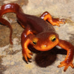 California Newt