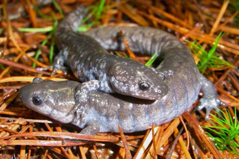 Mabee's Salamander