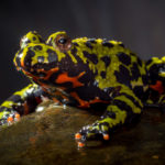 Oriental Fire-bellied Toad