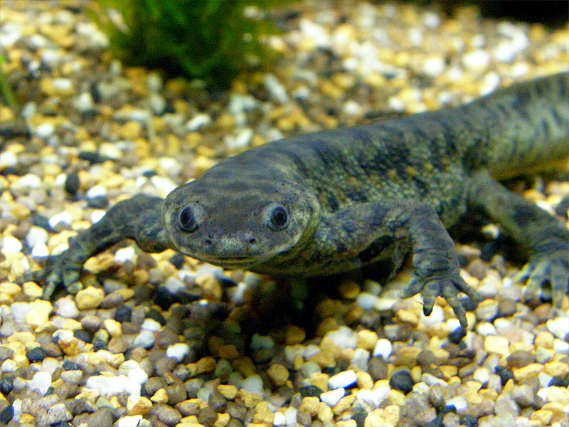 Poisonous Salamanders Are They Dangerous? Mr. Amphibian