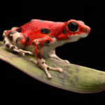 Poison Dart Frog on a Leaf