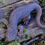 Rough-skinned Newt