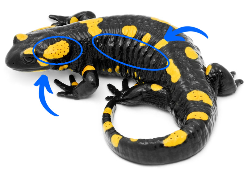 Glands on a Salamander