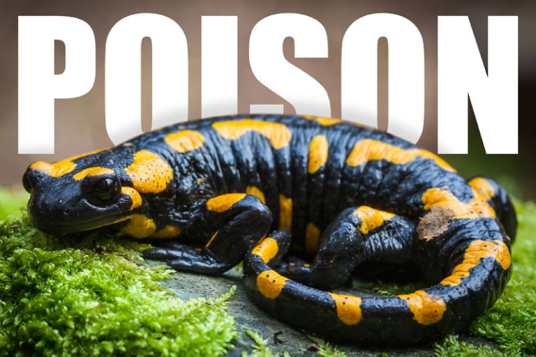 Poisonous Salamanders Are They Dangerous? Mr. Amphibian