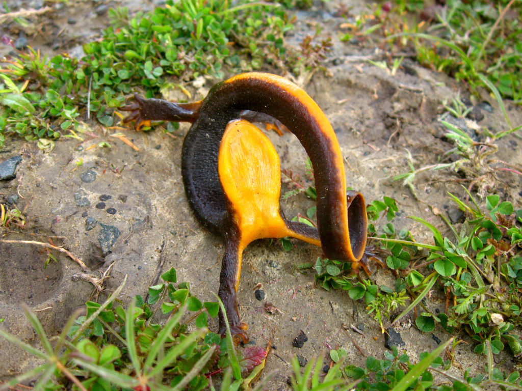 Salamander Unken Reflex