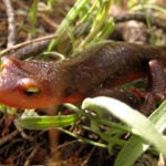 Sierra Newt