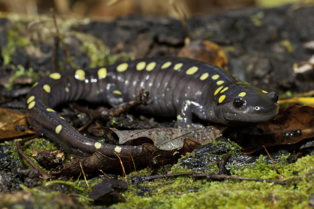 Spotted Salamander