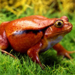 Tomato Frog