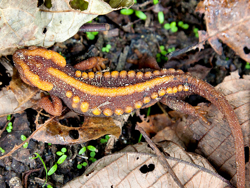 Poisonous Salamanders Are They Dangerous? Mr. Amphibian