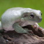 White's Tree Frog