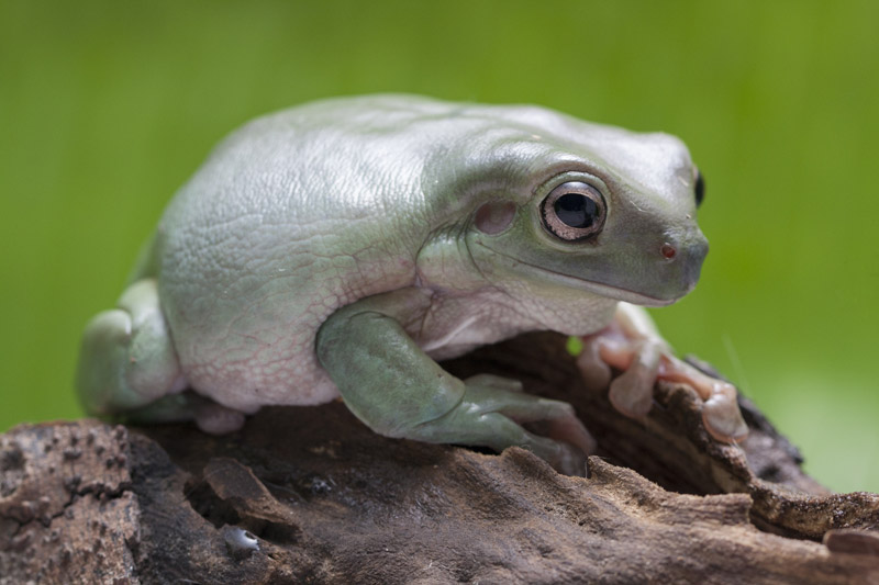 White's Tree Frog